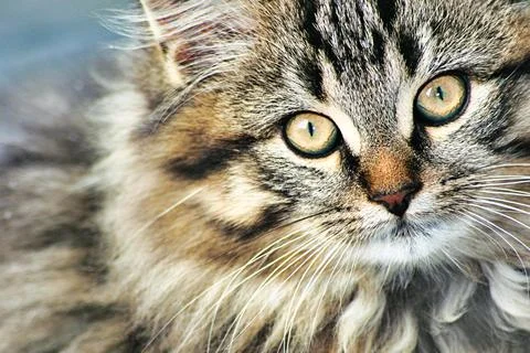 A close up of a cat looking at the camera Stock Photos