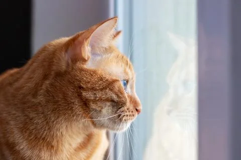 Close-up of a Cat Looking Out a Window Stock Photos
