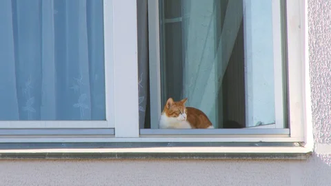 Close up cat looking staring out of the open window. Orange Tabby cat pawing at  Stock Footage 128454712