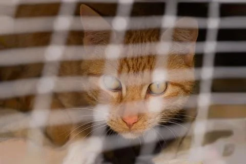 Close up a cat looking through cage 库存照片