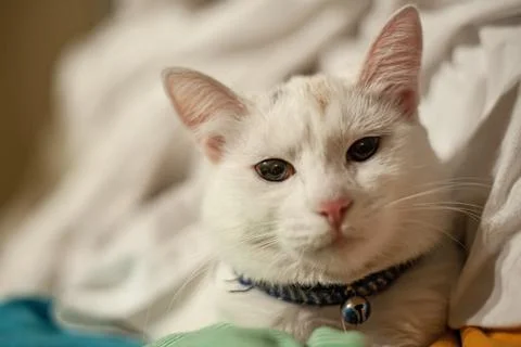 A close up of a cat lying on a bed Stock-Fotos