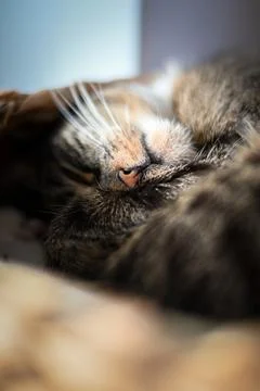 A close-up of a cat lying on a bed Stock Photos