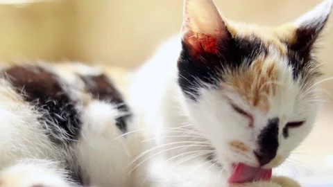 Close up of a cat lying on the floor with partially closed eyes. Stock Footage 202153114