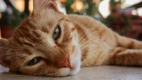 A close up of a cat lying on the floor. Stock Photos