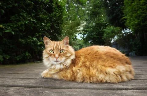 Close up of a cat lying on a patio decking Stock Photos