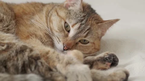 Close-up of a cat lying on a sofa, yawning and stretching. Stock Footage 168983890