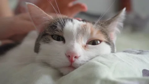 Close-up. The cat is made happy by the fact that it is stroked on the head Stock Footage 153771877