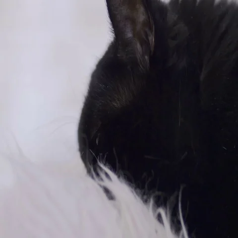 Close-up of cat meowing Stock Footage 69121804