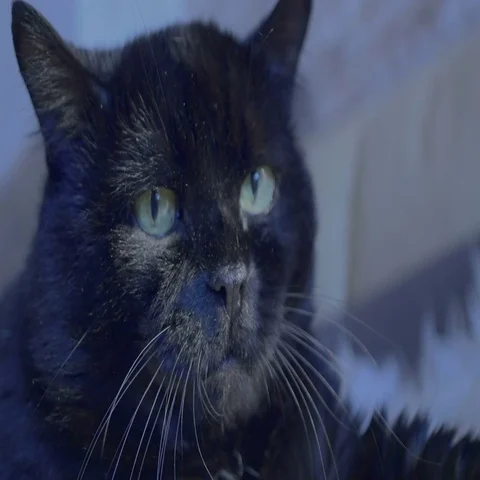 Close-up of cat meowing Stock Footage 69122330