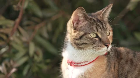 Close up of cat with moody face turning head in slow motion , 60 fps. Video stock 233112856