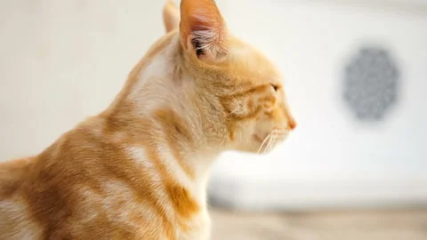 Close up of the cat muzzle. Kittty turning its head from side to side in front Stock Footage 85646136