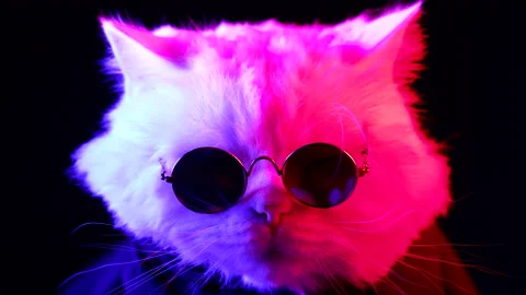 Close-up cat muzzle in round eyewear. Animal under red blue cop car flashing Stock Footage 196109383