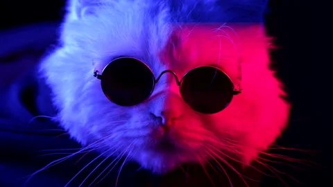 Close-up cat muzzle in round eyewear. Animal under red blue cop car flashing Stock Footage 196109476