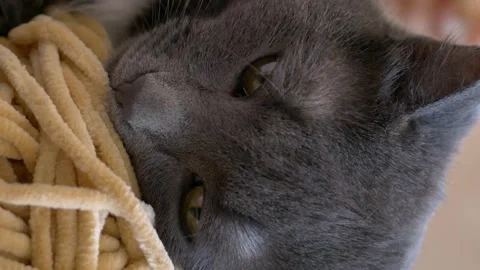 Close-up of cat on owners lap, being patted tenderly in vertical video. Intimate Stock Footage 256810326