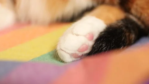 Close up of cat paw Stock Footage 136644377