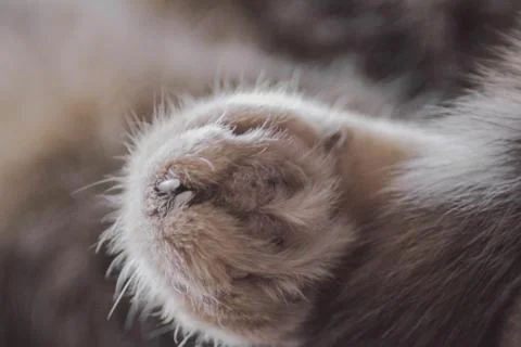 Close up of cat paw  while cat sleeping, isolated on blurry background. Selec Stock Photos