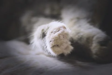 Close up of cat paw  while cat sleeping, isolated on blurry background. Selec Stock Photos