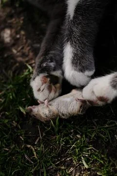 Close-up of cat paws holding a small mouse on the ground with green grass in  Foto stock