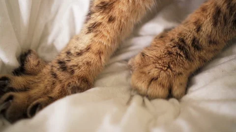 Close up cat paws kneading - pushing claws in and out on the blanket Vídeo Stock 110341880
