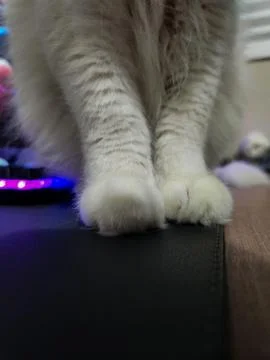 Close-up of cat paws Stock Photos