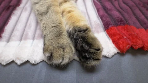 Close-up of cat paws. Scottish Fold cat paws. A cat stretching Stock Footage 340150307