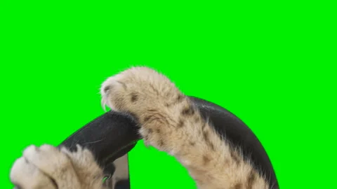 Close-up of cat paws turning steering wheel on green screen isolated with chroma Stock Footage 254365773