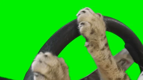 Close-up of cat paws turning steering wheel on green screen isolated with chroma Stock Footage 254366021