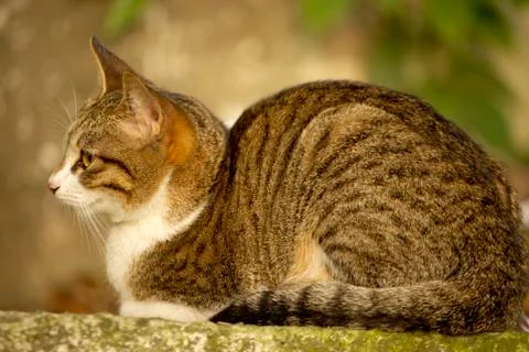 Close-up of cat Photos