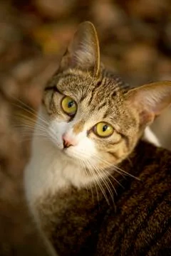 Close-up of cat 스톡 사진