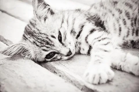 Close up of cat Stock Photos