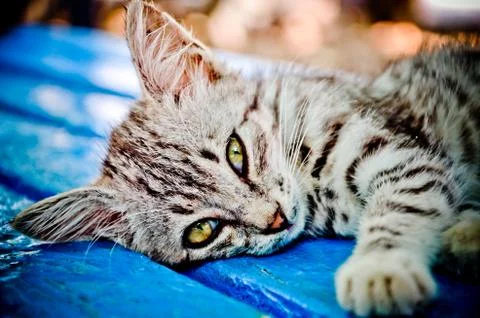 Close up of cat Stock Photos