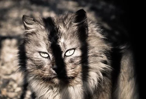 Close up of cat Foto stock