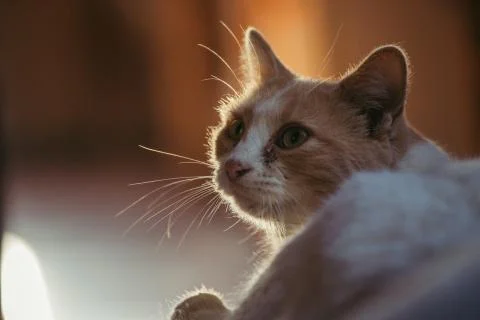 Close up of a cat Stock Photos