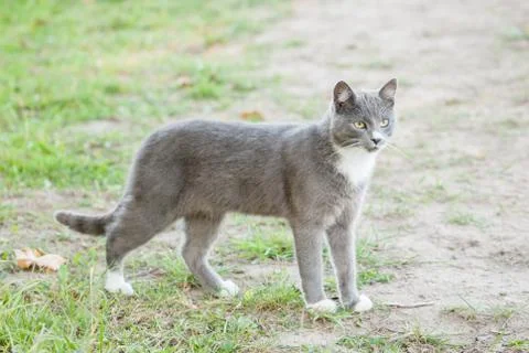 Close up of a cat Stock Photos