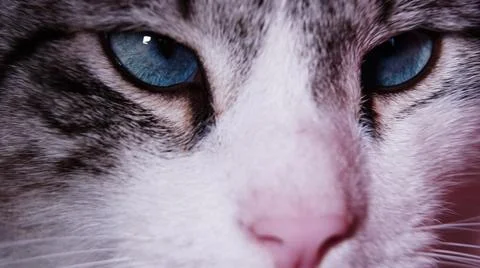 Close up of a cat Stock Photos