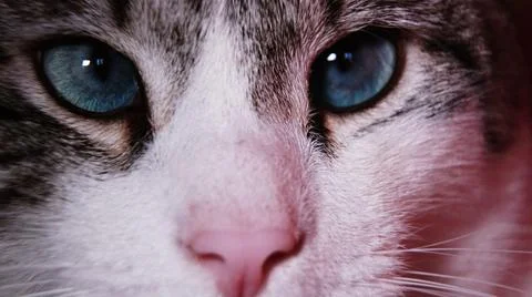 Close up of a cat Stock Photos