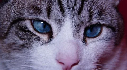 Close up of a cat Stock Photos