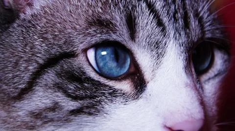 Close up of a cat Stock Photos