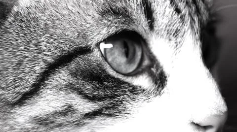 Close up of a cat Stock Photos