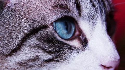 Close up of a cat Stock Photos