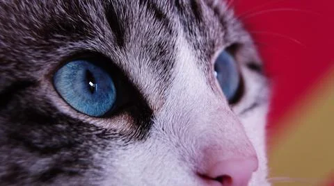 Close up of a cat Stock Photos