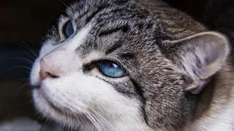 Close up of a cat Stock Photos