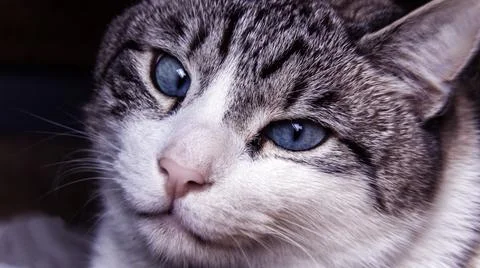 Close up of a cat Foto stock