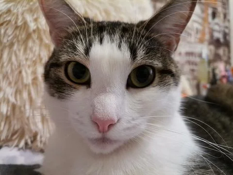 Close up of a cat Stock Photos