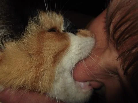 Close up of a cat Fotos de archivo