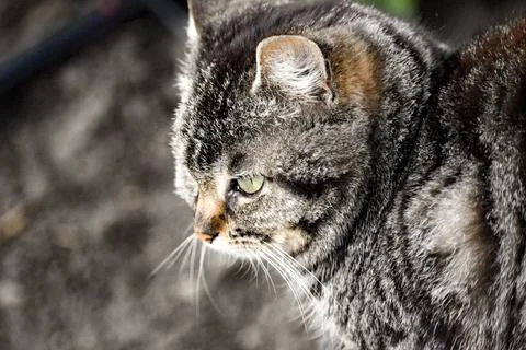 Close up of a cat Stock Photos