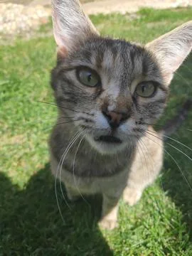 Close-Up of a Cat 写真素材
