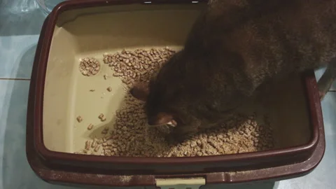 Close-up of a cat pissing in a tray. Stock Footage 247893927