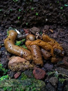 Close-up of cat poo on soil with small green plants and rocks Stock Photos
