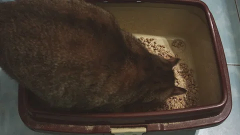 Close-up of a cat pooping in a tray. Stock Footage 247893868